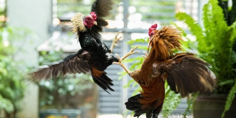 Trang bị kiến thức về luật chơi để đá gà tre hiệu quả hơn